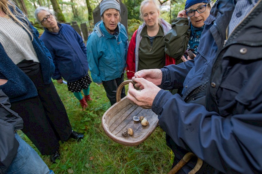 Fungal Foray